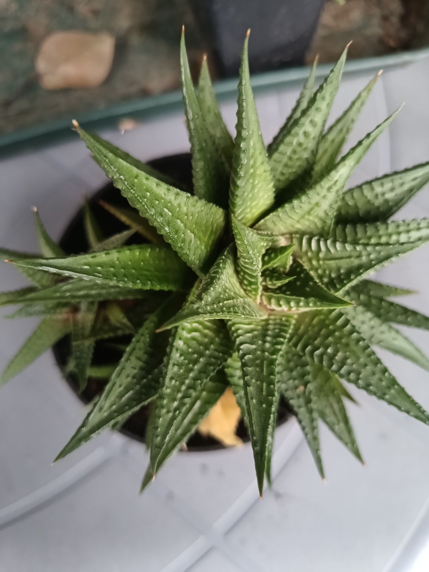 Haworthia limifolia