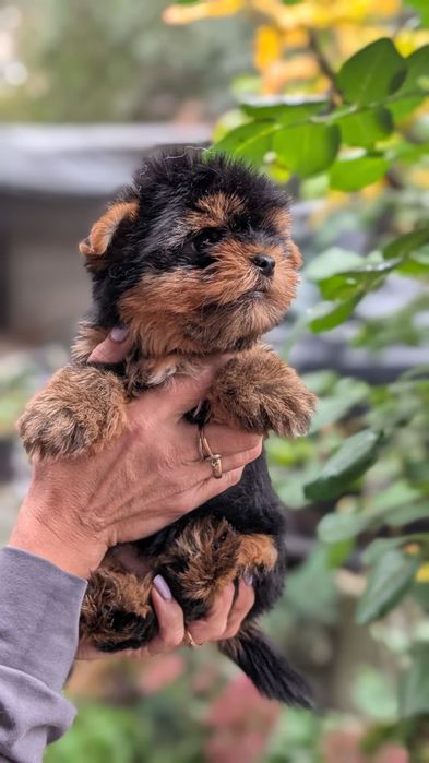 Девочки и мальчик