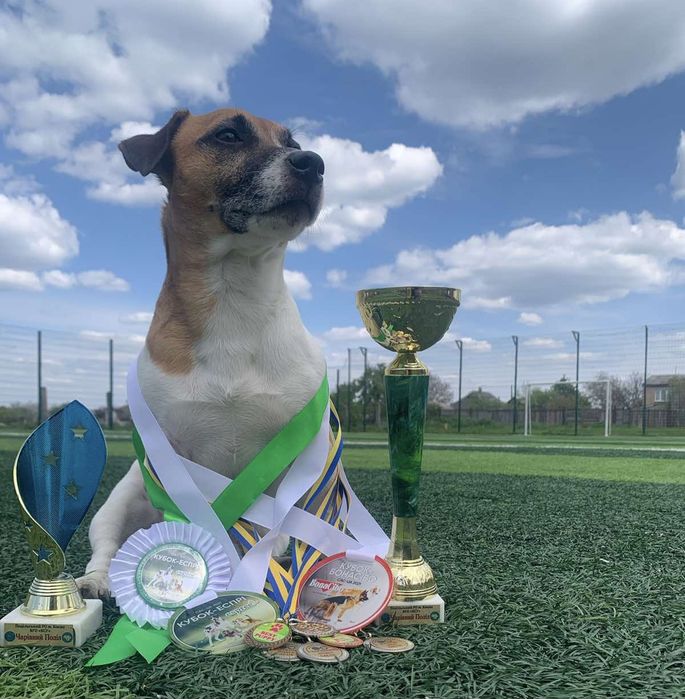 Вязка Джек Рассел терьер