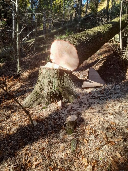 Skup drzewa na pniu wycinka zrywka drewno las drzewo opałowe tartaczne