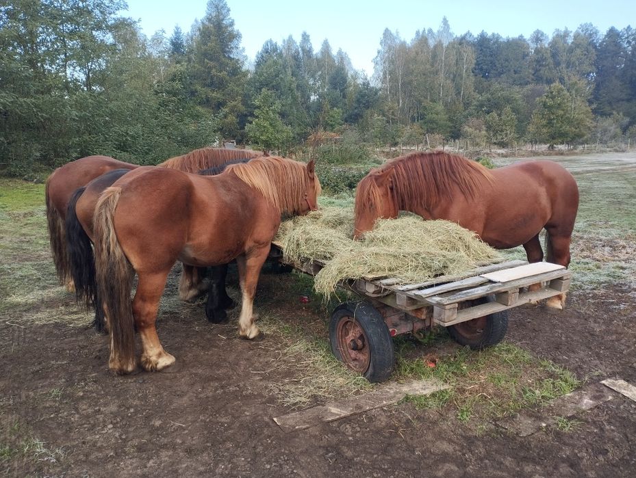 Klacz zimnokrwista 5 lat