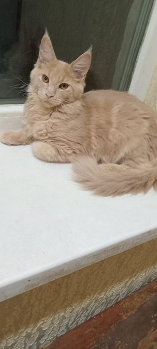 Кошенята породи Мей Кун!