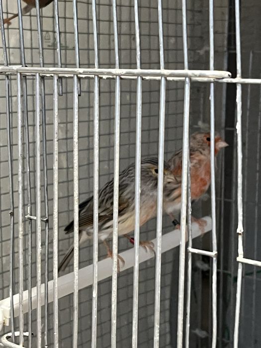 Casal ágata vermelho mosaico