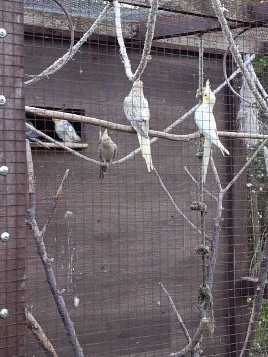 Papugi nimfy i faliste młode same samce z tego roku