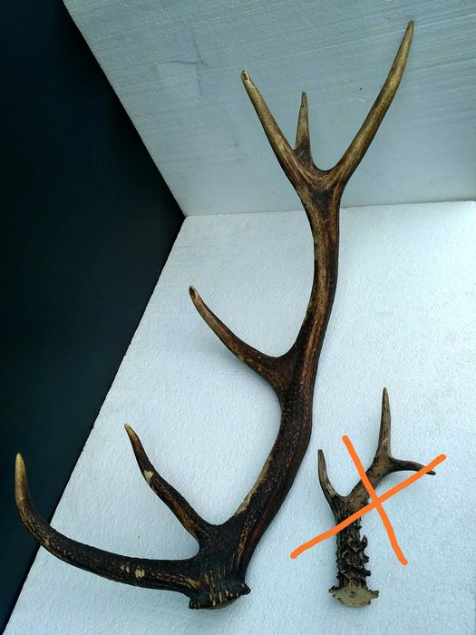 Оленьи Рога. Роги оленя