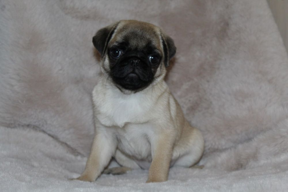 Бомбезні мопсюлі