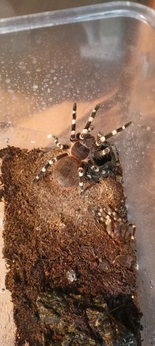 acanthoscurria geniculata młoda samica 4,5dc