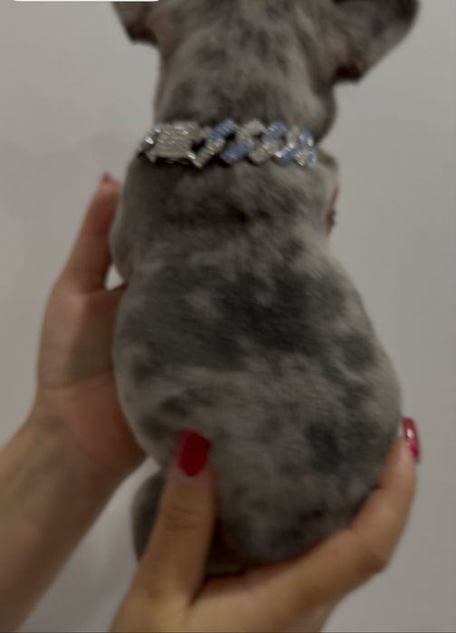 Menino Buldog Frances