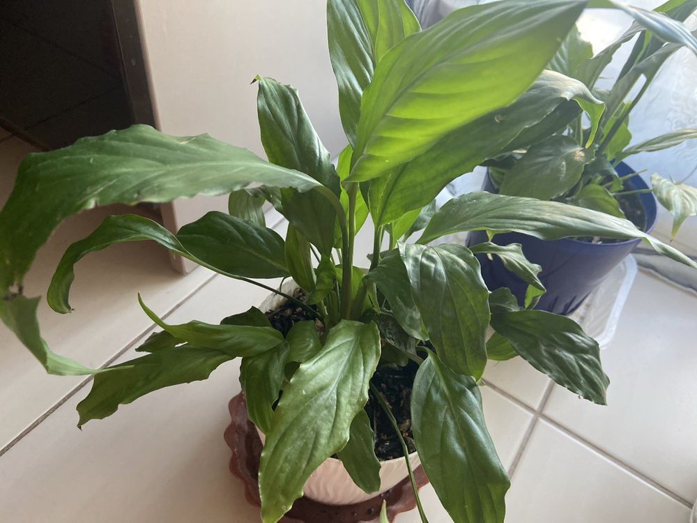 Skrzydlokwiat  Spathiphyllum Kwiatek doniczkowy