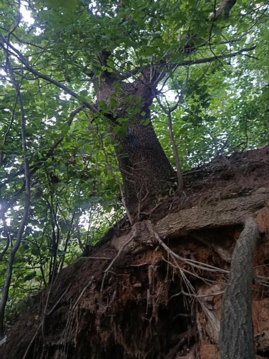 Drzewo dąb średnica pnia 210 cm