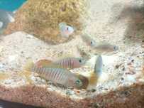 Muszlowce wielopręgie (neolamprologus multifasciatus)