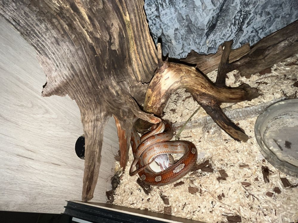 Wąż zbożoby samiec + terarium
