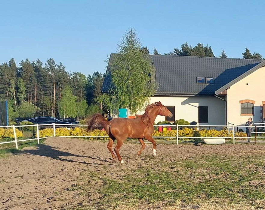 Sprzedam 4 letniego wałacha arabskiego