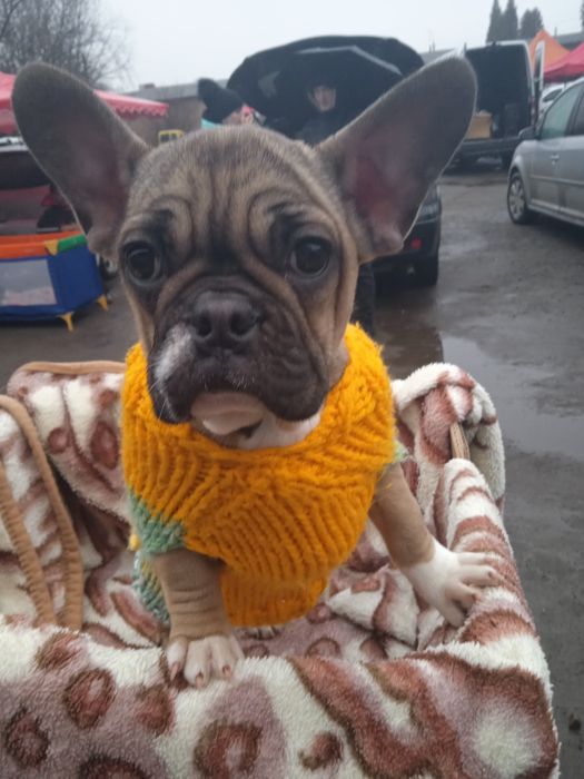 Французький бульдог