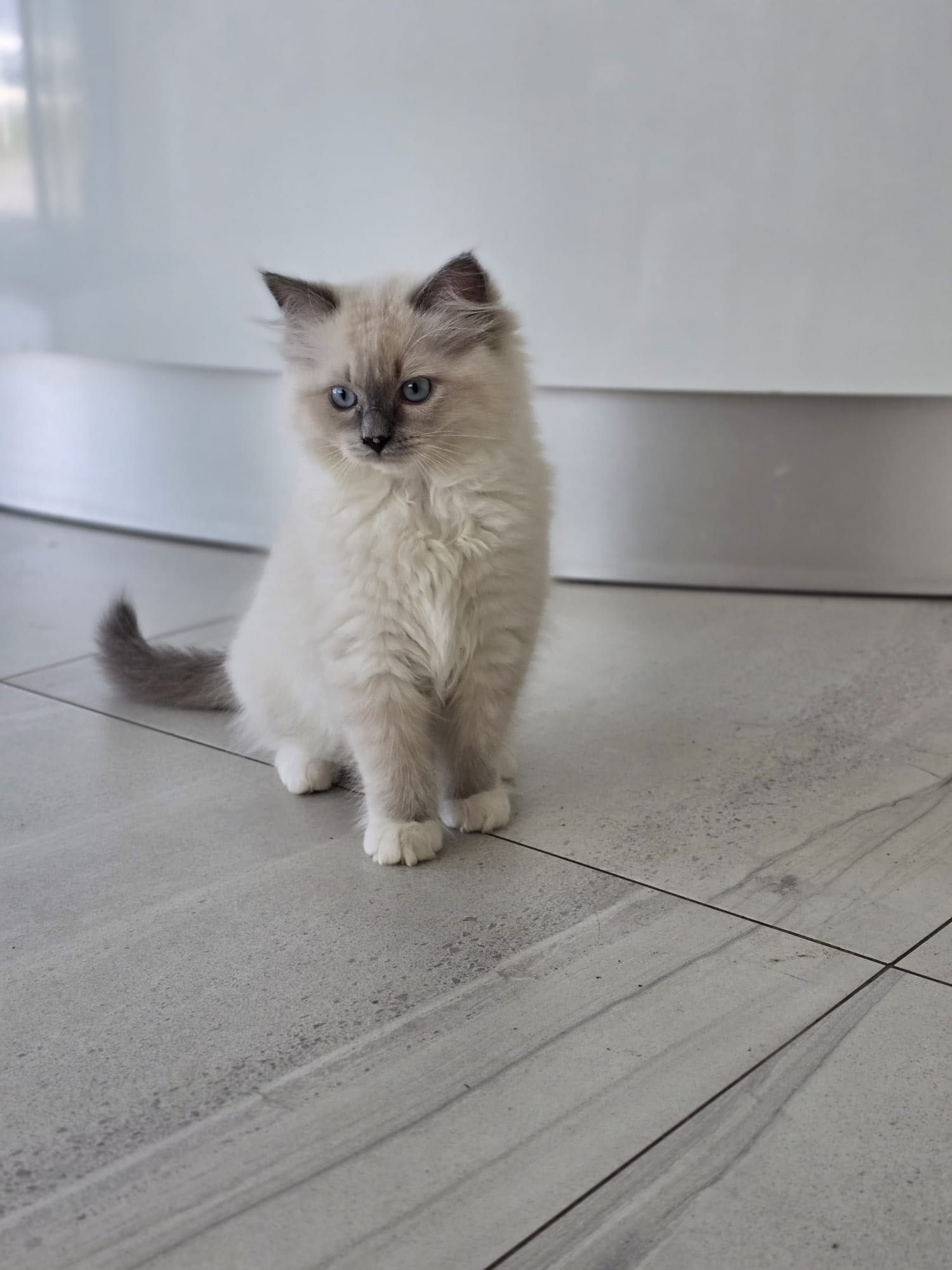 Cudowna kotka ragdoll a 04