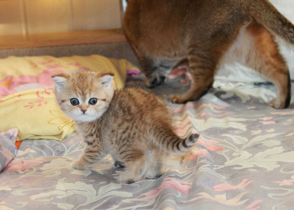 Поціновувачам маляток золотой шиншилли