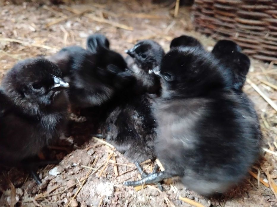 Pisklęta ayam cemani