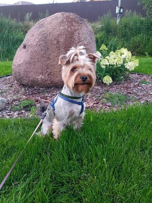 Хлопчик Йорк на в'язку