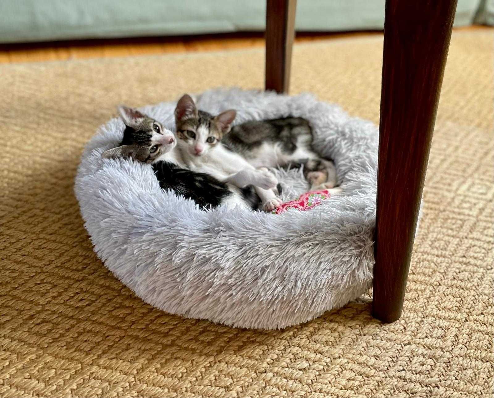 Gatinhas bebés para adoção consciente