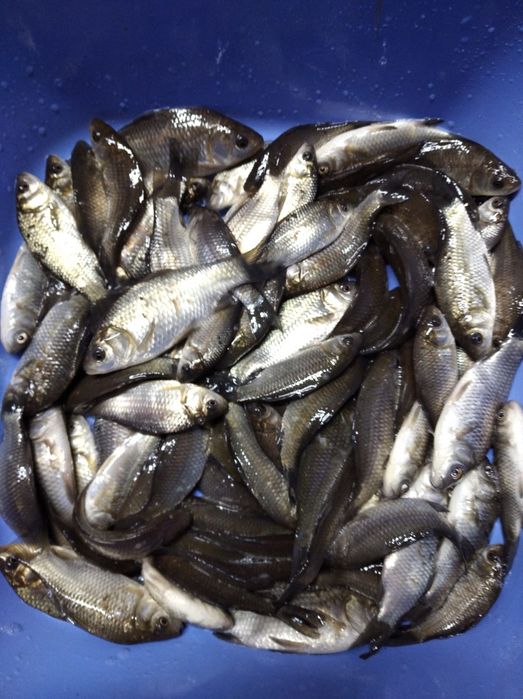 Живець карась вирощений у ставку