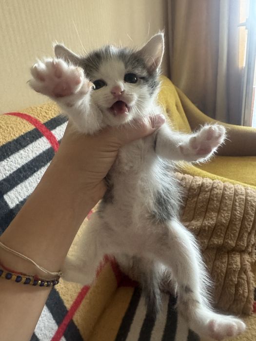 Віддам кошенят у добрі руки ! Безкоштоано !