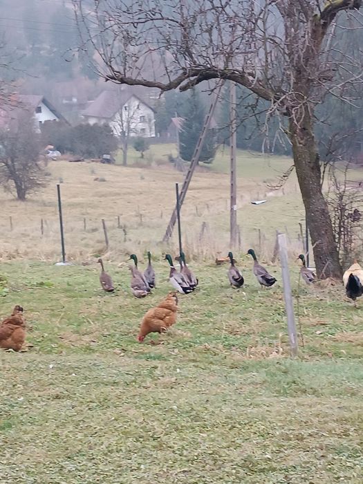 Kaczki biegusy 6 miesięcy