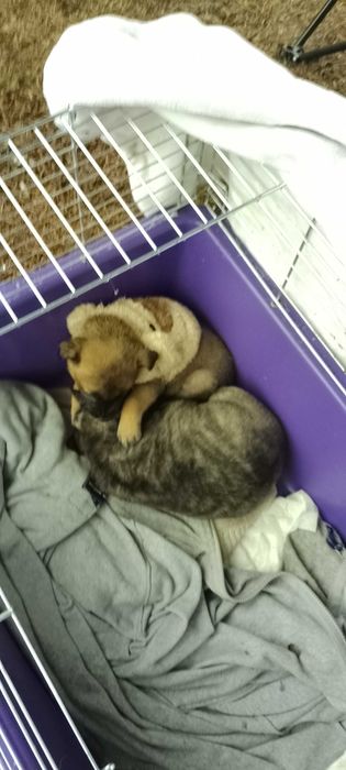 Цуценята незвичайного окрасу