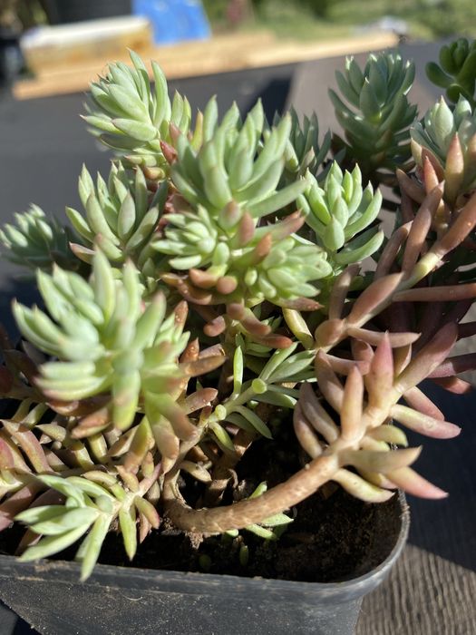 Очитки (седуми).