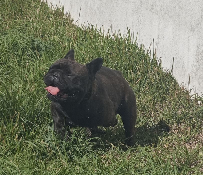 bulldog tigrado  femea