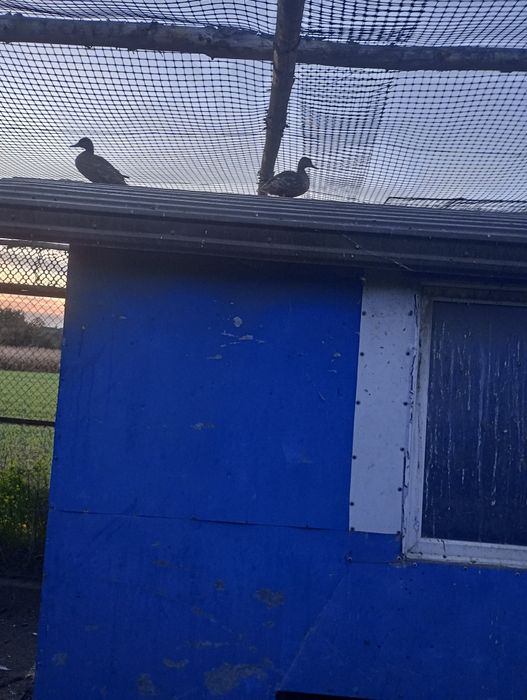 Parka  dzikich kaczek