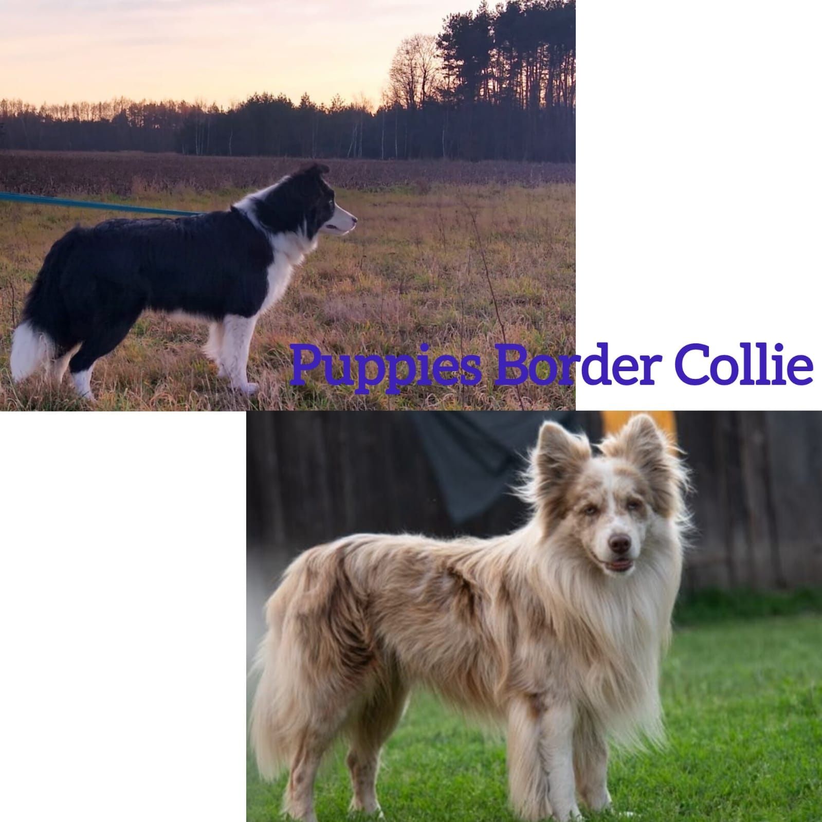Willow cudny border collie. FCI ZKwP