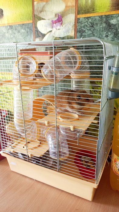 Продам клітку з хом'яками