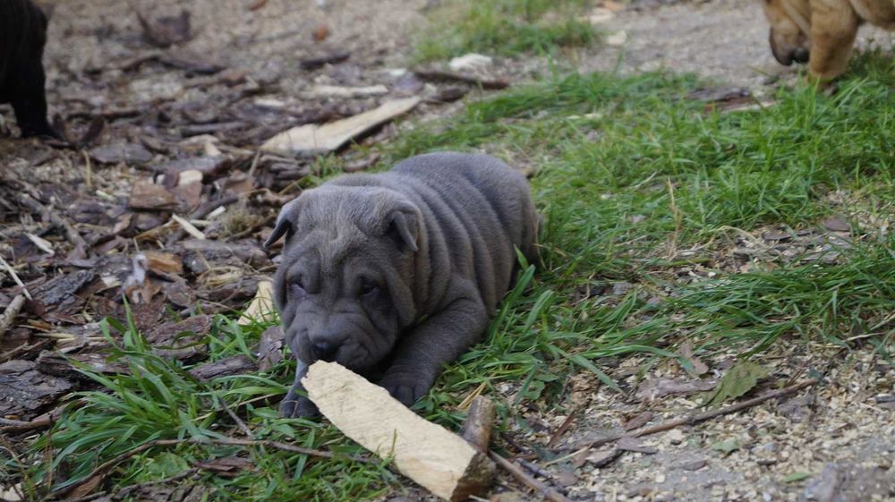 Eros blue Shar Pei, błękitny szczeniak Shar Pei