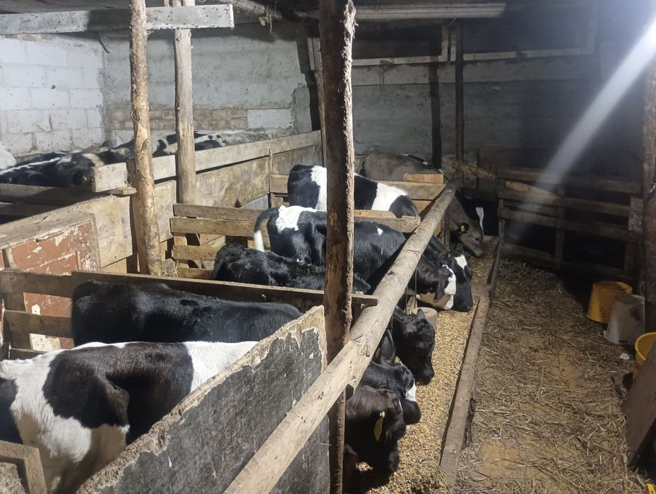 Sprzedam Jałoszki, byczki w różnym wieku, odchowane