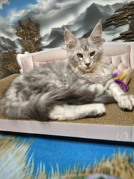 Piękny srebrny kocur Maine coon
