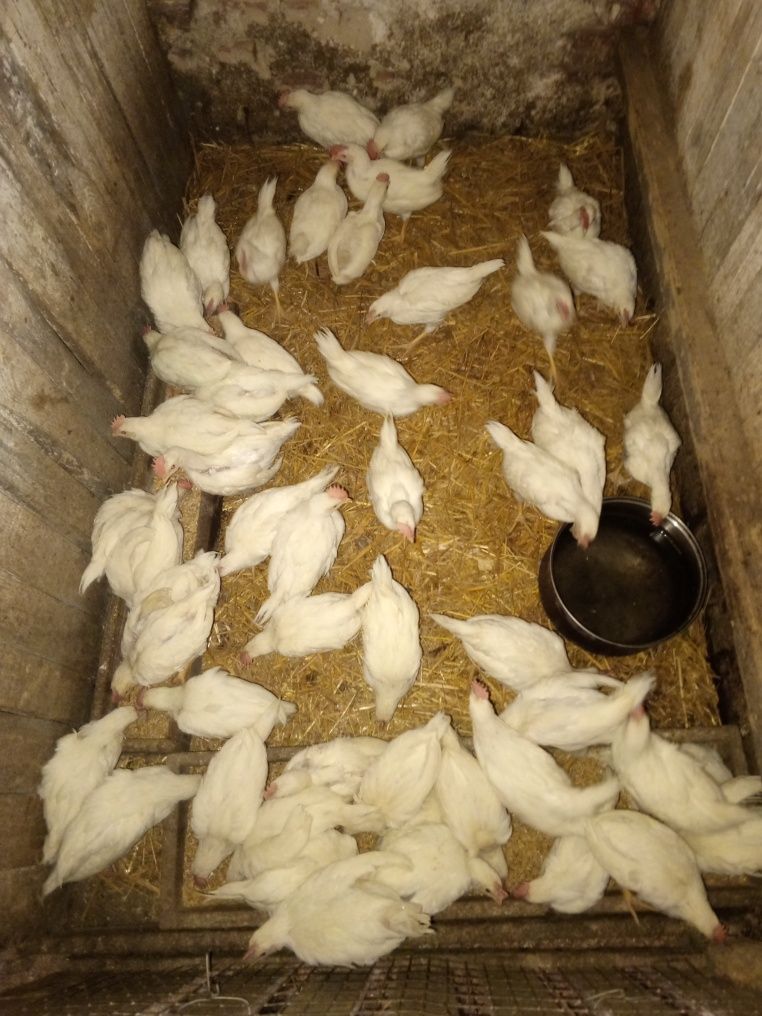Продаються курчата легорн