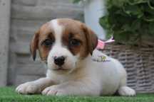 Wyjatkowa Suczka Jack Russell Terrier*ZKwP FCI*