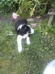 Border Collie śliczna sunia