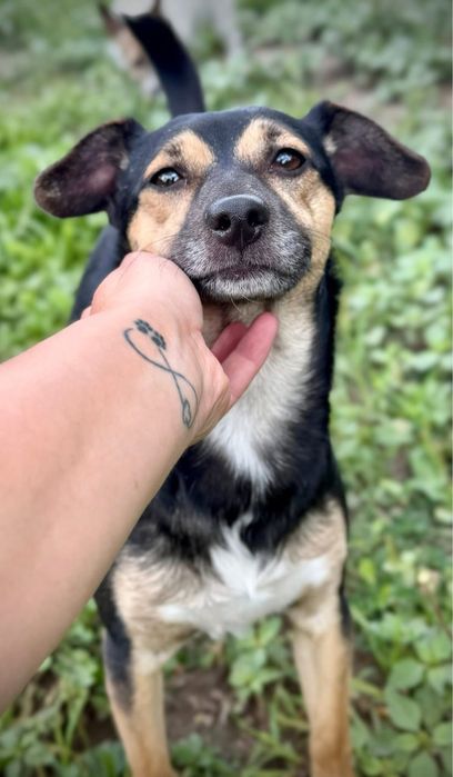 Filigranowy piesek szuka domu