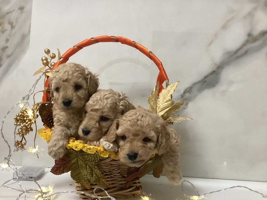 Чудесные щенки пуделята ищут семью