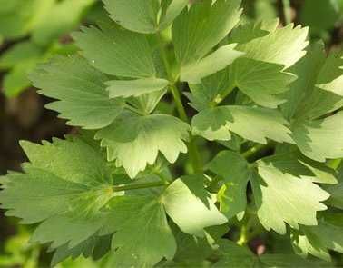 Lubczyk -zioła Flora Szczecin -Bezrzecze