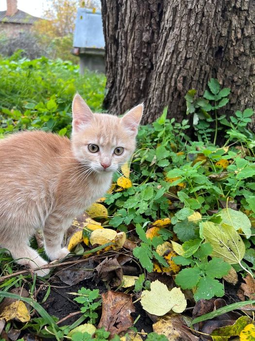 Віддамо кошенят безкоштовно