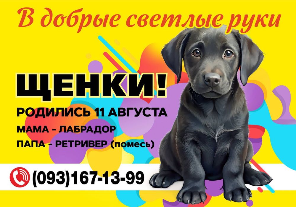 Щенки лабрадора  отдам