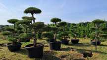 bonsai sosna bonsai 25 lat wys 150-250cm promocja 100szt producent ok