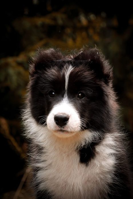 Piękny PIESEK border collie z metryką ZWIĄZKU Kynologicznego w Polsce.