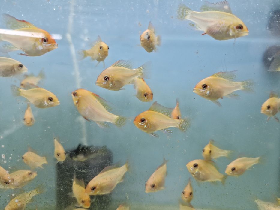 Ramirezi gold nacional