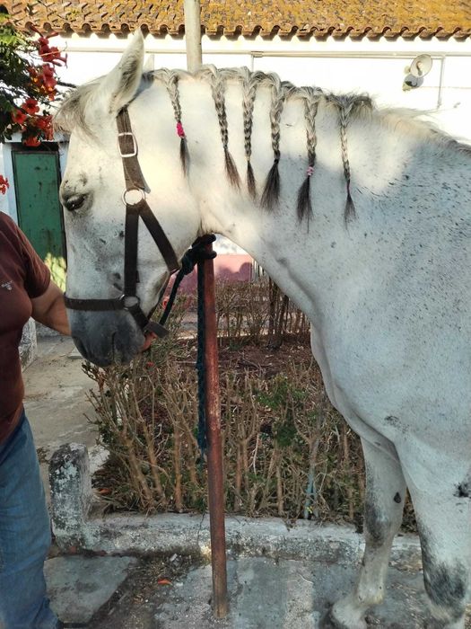 Vendo cavalo 11 anos montado e engatado com livro verde