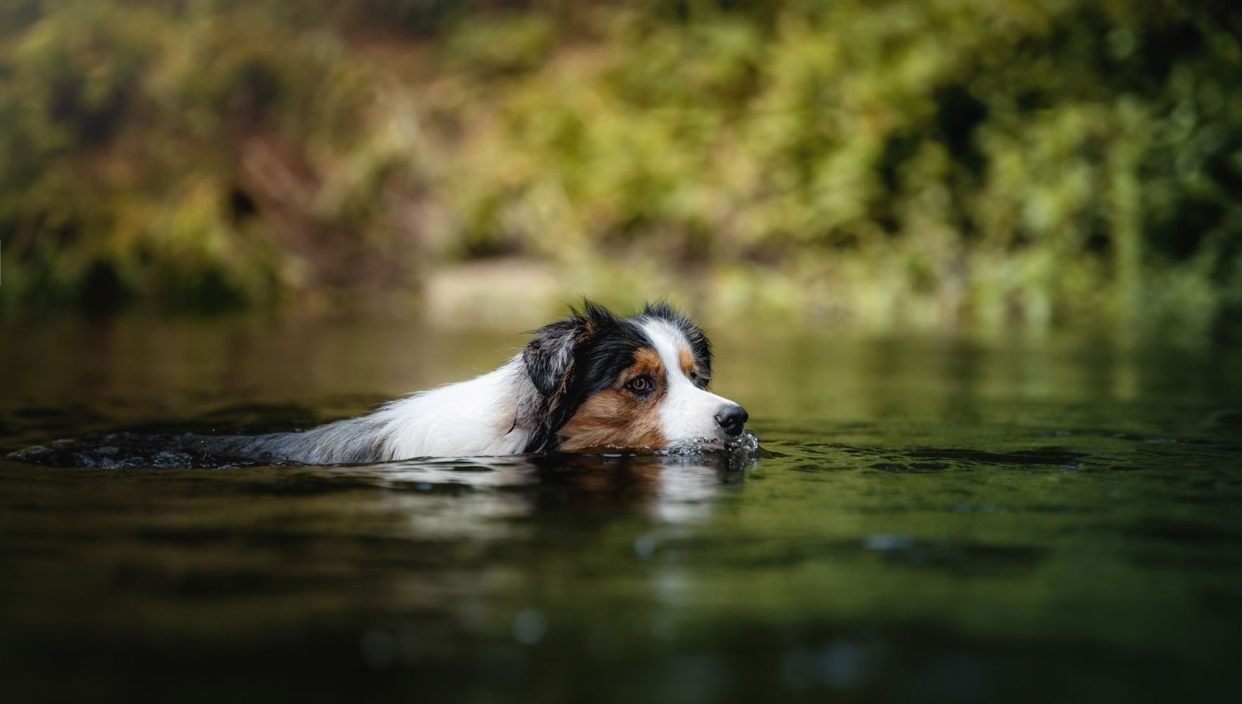 Border collie  Reproduktor