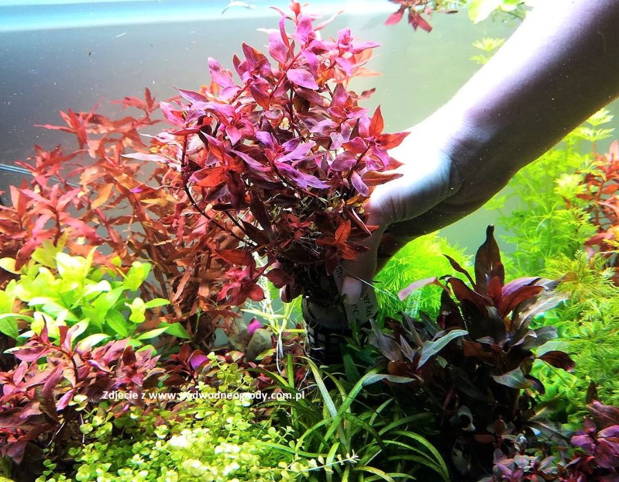 Ludwigia Mini Super Red