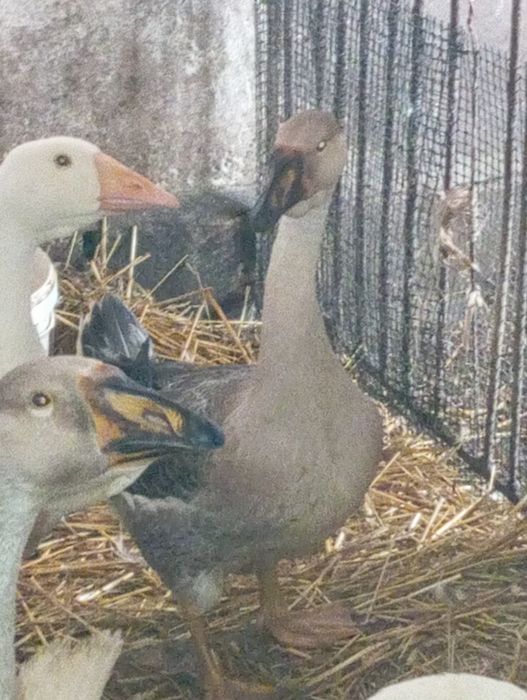 Kaczki francuskie piżmowe gęsiory kubańskie